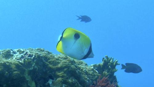 一點蝴蝶魚