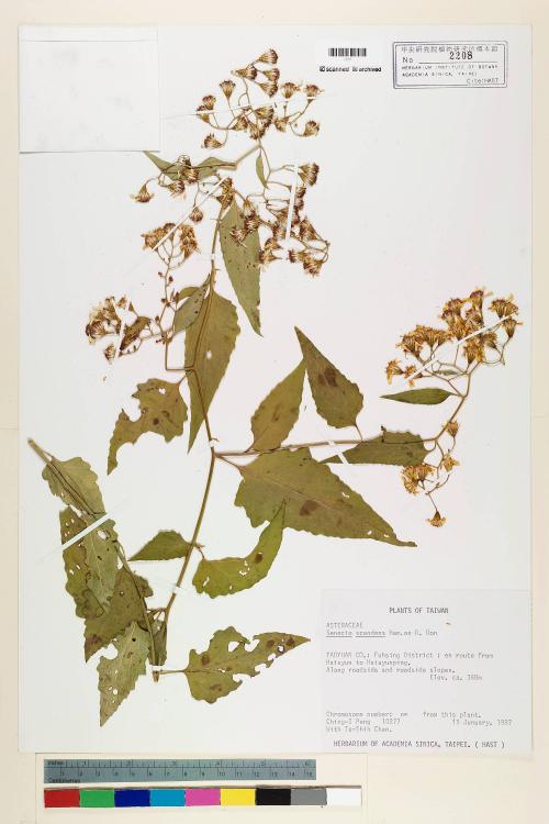 Senecio scandens Buch.-Ham. ex D. Don_標本_BRCM 5425