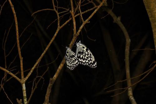 20090926_347123_Idea leuconoe kwashotoensis_a.jpg