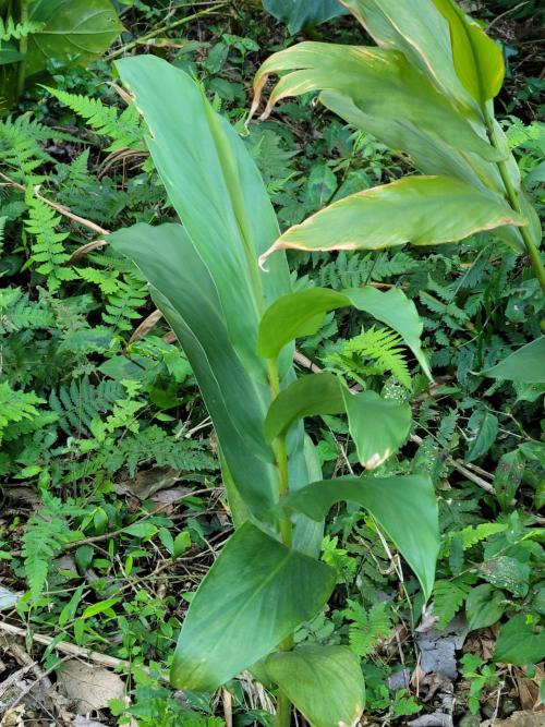 野薑花