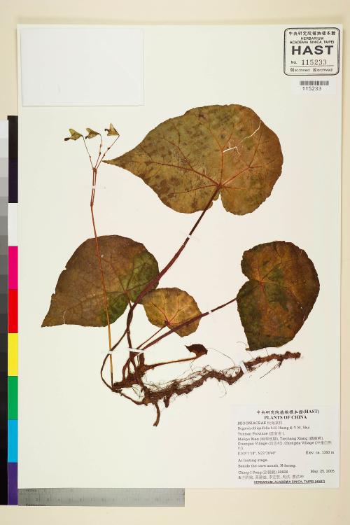 Begonia obliquifolia標本_BRCM 2103