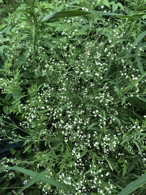 銀膠菊