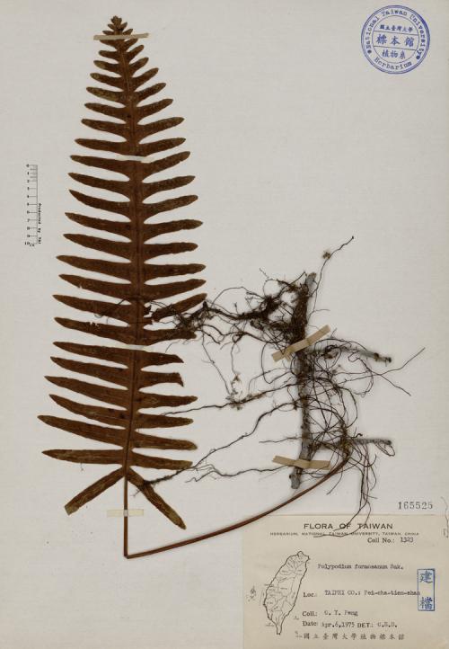 Polypodium formosanum Bak._標本_BRCM 3809