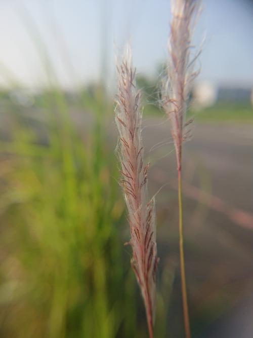 白茅 (茅針 茅根 茅草)