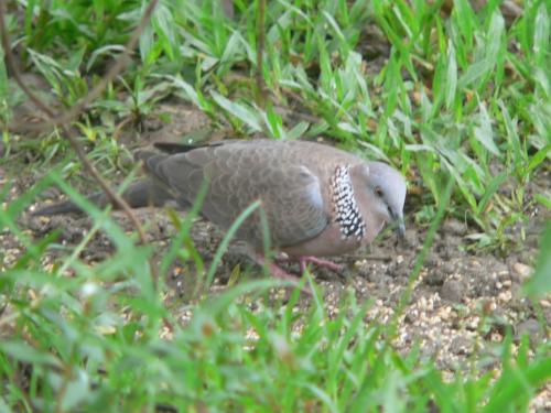 珠頸斑鳩