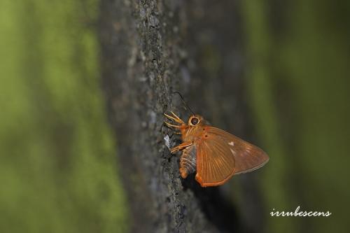 H01-1 橙翅傘弄蝶