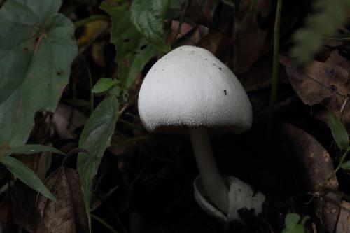 Volvariella hypopithys(白毛小包腳菇)