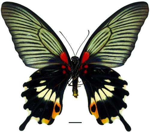 Papilio memnon agenor Linnaeus, 1768 (f. agenor) (f. agenor) 大鳳蝶(有尾型)