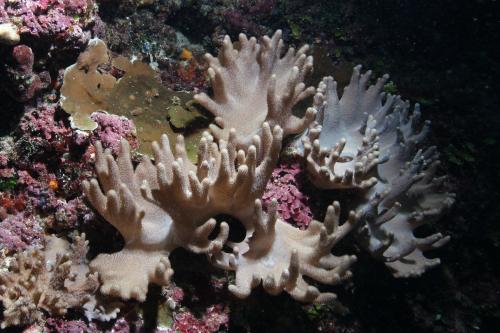 尖銳指形軟珊瑚