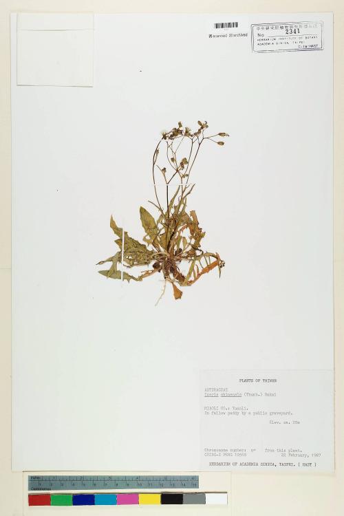 Ixeris chinensis (Thunb.) Nakai_標本_BRCM 6951