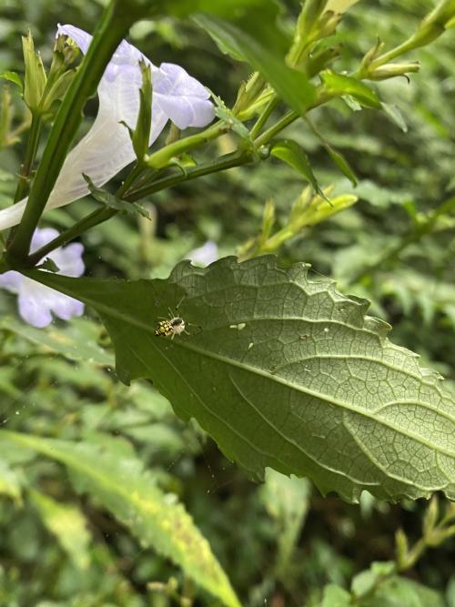 華麗金姬蛛