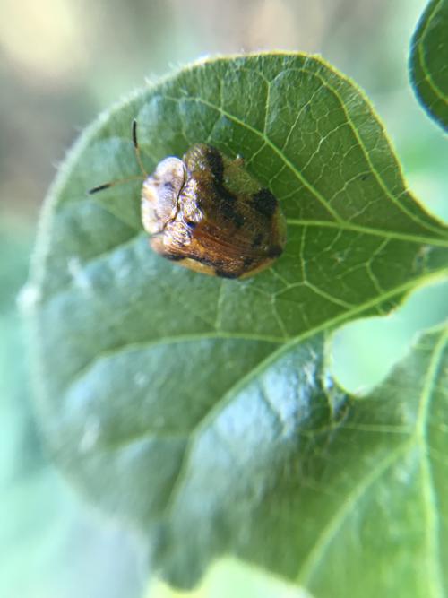 甘薯臘龜甲 (黑紋龜金花蟲)