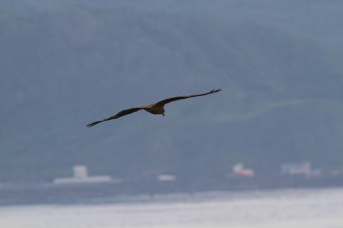 黑鳶