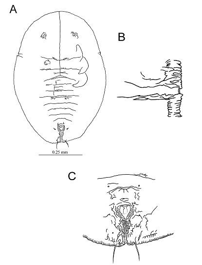 Aleuroclava uraianus  (Takahashi, 1932)  烏來棒粉蝨