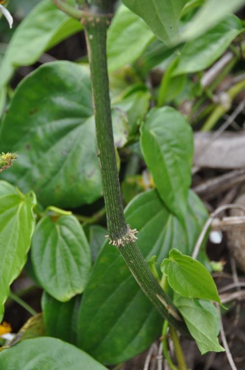 野生荖藤莖