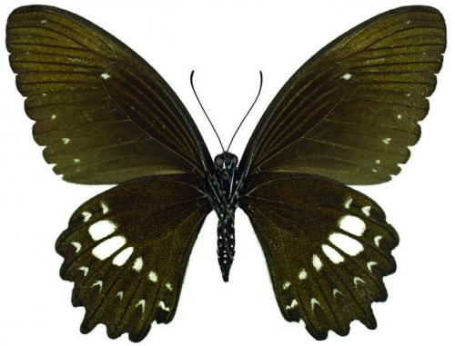 Papilio castor formosanus Rothschild, 1896 無尾白紋鳳蝶