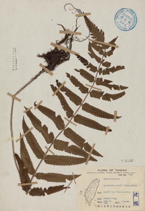 Dryopteris scottii (Bedd.) Ching_標本_BRCM 4488