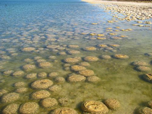 Stromatolites 