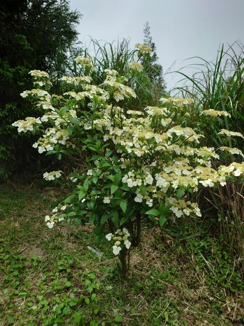 華八仙(華南分布)