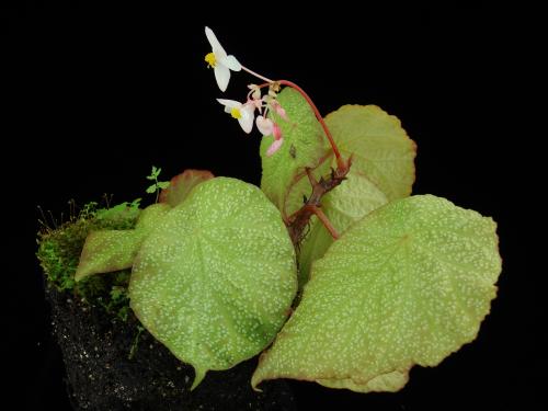 刺盾葉秋海棠 (Begonia setulosopeltata C.Y.Wu)