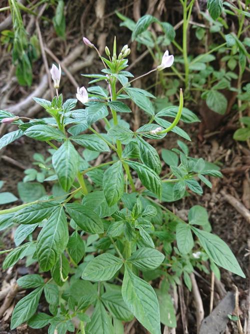 皺子白花菜