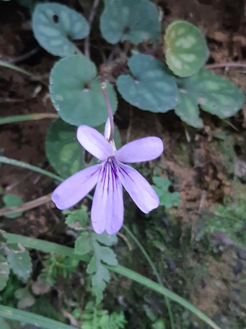 台灣菫菜