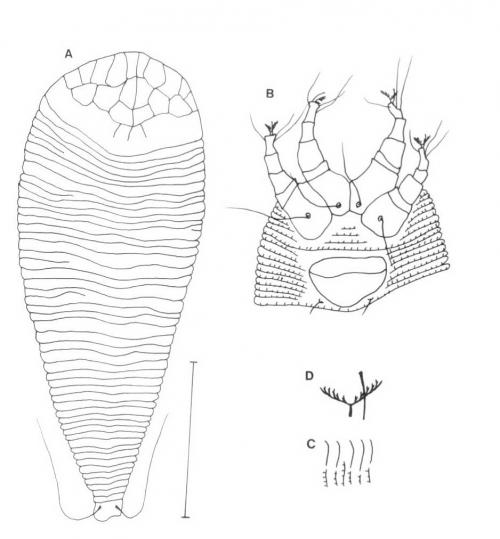 Diptilomiopus leptophyllus Huang, 2001