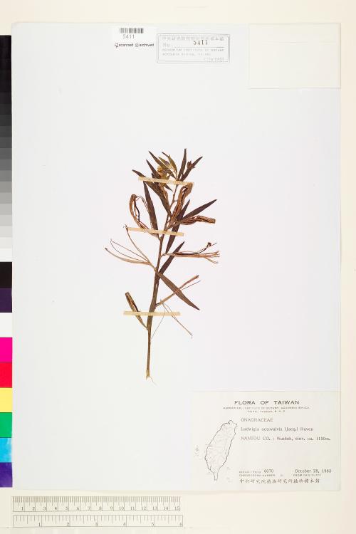 Ludwigia octovalvis (Jacq.) Raven_標本_BRCM 3580