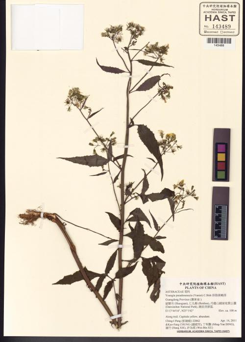 Youngia pseudosenecio (Vaniot) C.Shih_標本_BRCM 5538