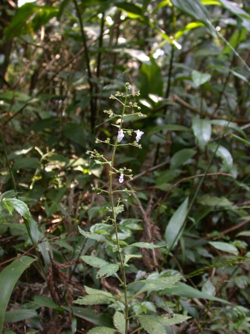 香茶菜