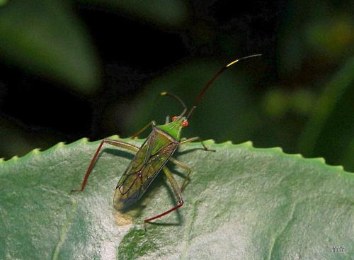 Hyalopeplus (Hyalopeplus) spinosus Distant,1904刺角透翅盲椿