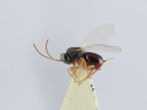 Saphonecrus lithocarpii 雌蟲