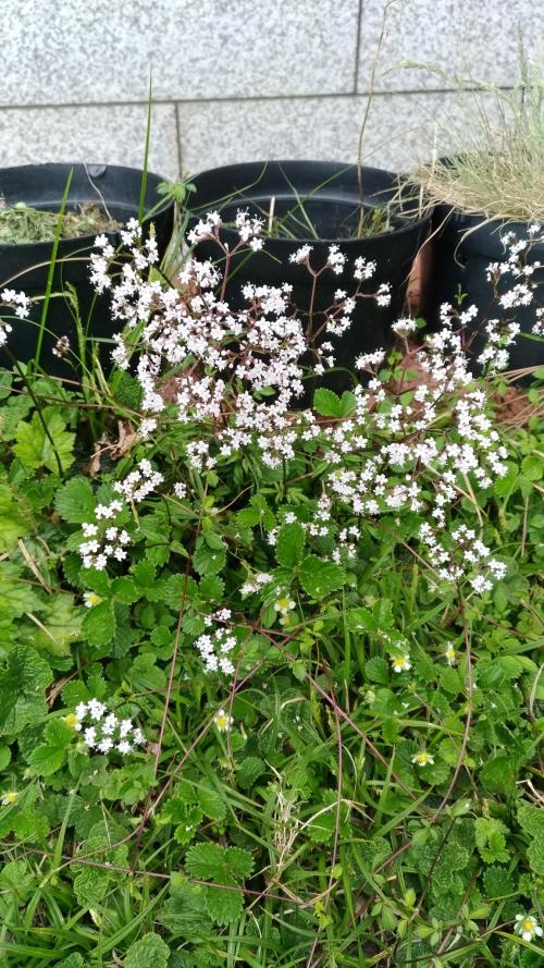 高山纈草