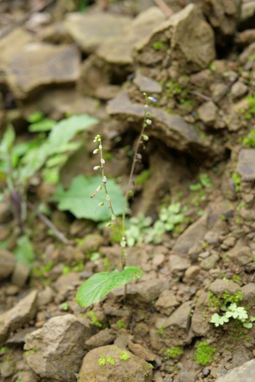 尖舌草