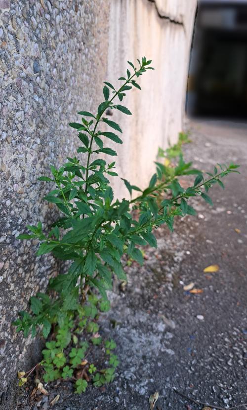 野甘草