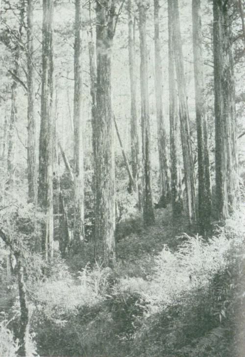阿里山檜林與神木