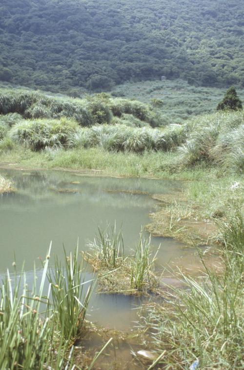 Ludwigia ovali_habitat_BRCM 3676