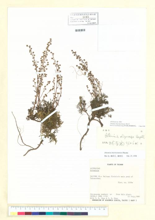 Artemisia morrisonensis Hayata_標本_BRCM 7132