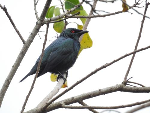 亞洲輝椋鳥