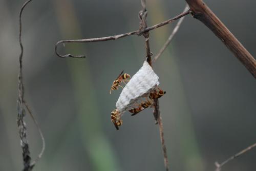 帶鈴腹胡蜂