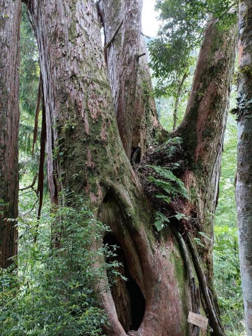 森林裡的守護者檜木