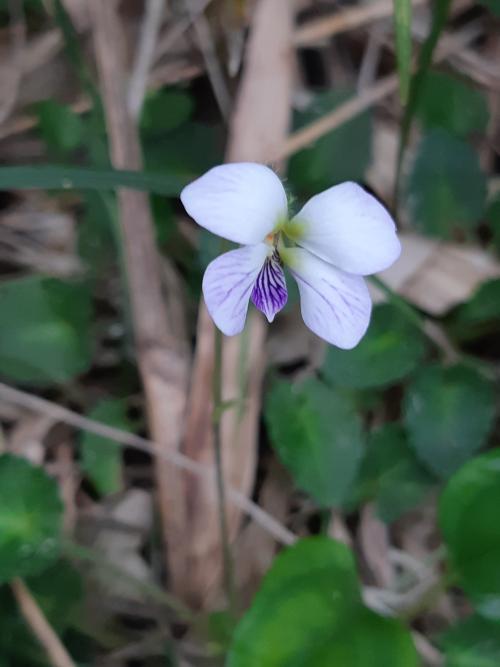 台北堇菜