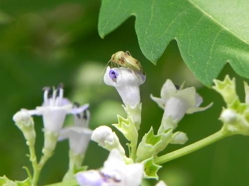 Anthophilolygus bakeri