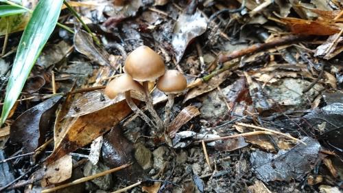 Psilocybe subcaerulipes(近藍蓋裸蓋菇)