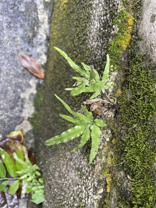 井欄邊草 (鳳尾蕨)