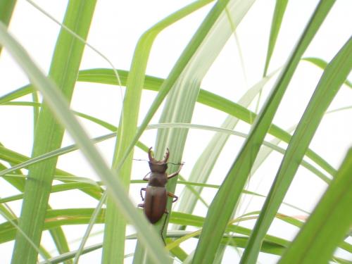 大屯深山鍬形蟲 Lucanus datunensis-20070614@大屯山-DSC01690.JPG