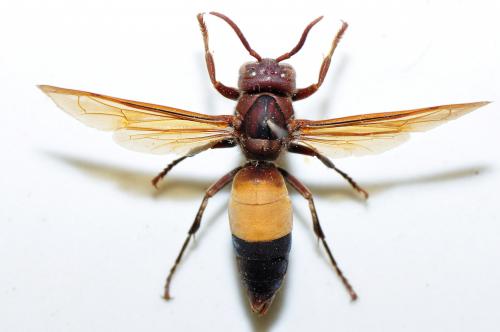 黃腰虎頭蜂 Vespa affinis