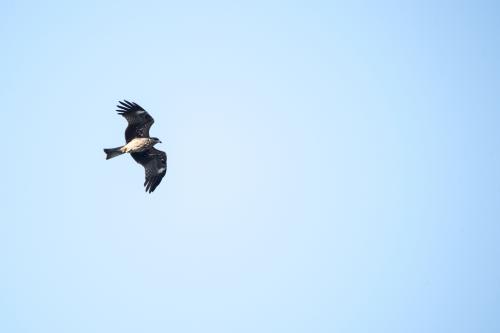 黑鳶（臺灣亞種）