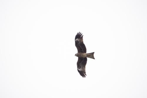 黑鳶（臺灣亞種）