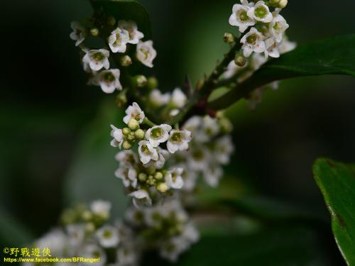 臺灣山桂花